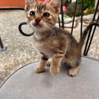 Gattine di due mesi