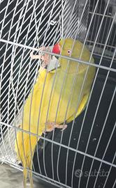 Parrocchetti dal collare