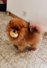 MONTA ACCOPPIAMENTO Volpino pomerania/spitz TOY