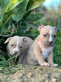 American pitbull terrier