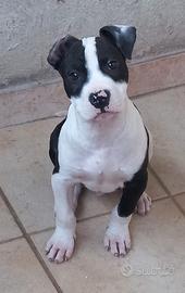 Pitbull ukc