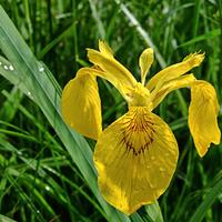 Giglio d'acqua giallo S.cambio