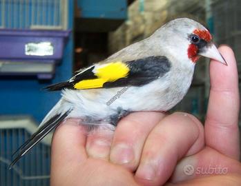 Coppia 2025 cardellino himalaya subulata