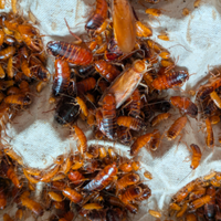 Blatte lateralis (insetti da pasto)