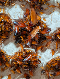 Blatte lateralis (insetti da pasto)