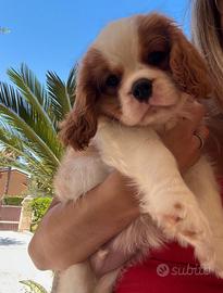 Cucciolo di Cavalier King Charles spaniel blenheim