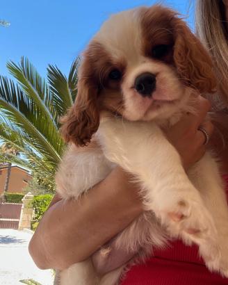 Cucciolo di Cavalier King Charles spaniel blenheim