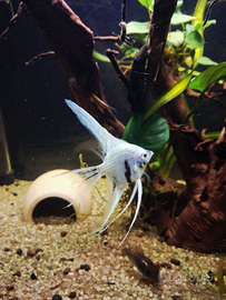 Pesci scalare acquario