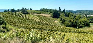 VIGNETI BIO in PRODUZIONE mq.54.400 - Terricciola