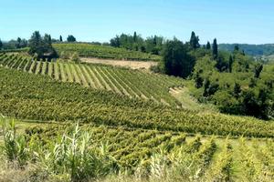 VIGNETI BIO in PRODUZIONE mq.54.400 - Terricciola