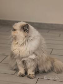 gatti persiani ipertipico 