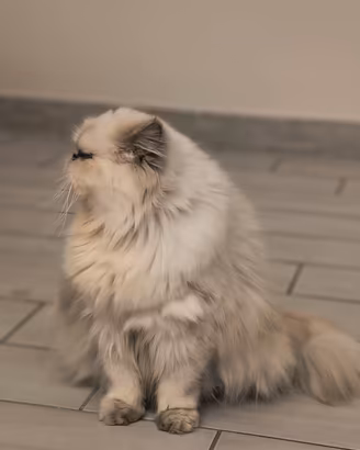 gatti persiani ipertipico 