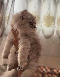 Gatto persiano