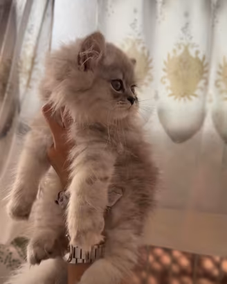 Gatto persiano