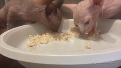 Cuccioli Sphynx