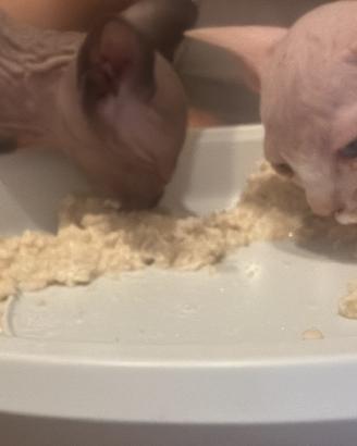Cuccioli Sphynx