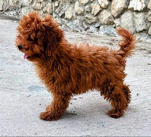 Ultimo cucciolo barboncino Toy