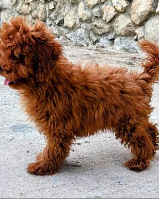 Ultimo cucciolo barboncino Toy