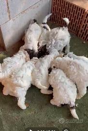 Lagotto romagnolo