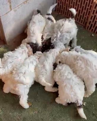 Lagotto romagnolo