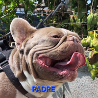 Stallone/Monta Isabella Solid Bulldog Francese