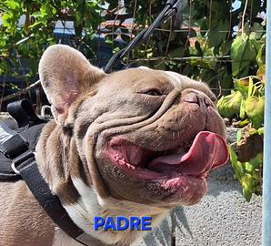 Stallone/Monta Isabella Solid Bulldog Francese