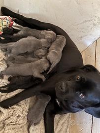Cuccioli di cane corso