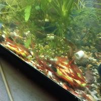 Caridine gamberetti acquario