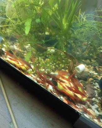 Caridine gamberetti acquario