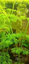 piante  per  acquario 