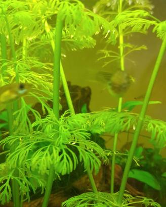 piante  per  acquario 