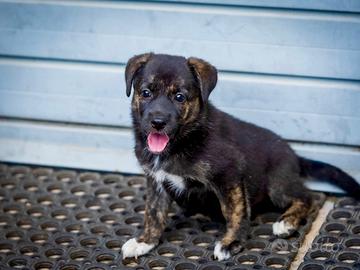 Cucciola femmina pastore tedesco  labrador