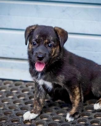 Cucciola femmina pastore tedesco  labrador