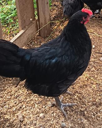 Galline