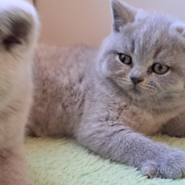 British shorthair