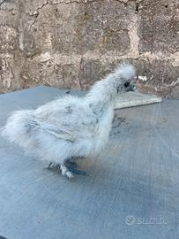Galline