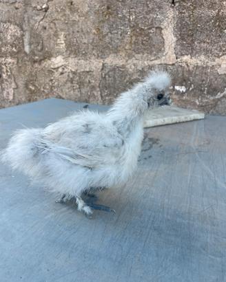 Galline