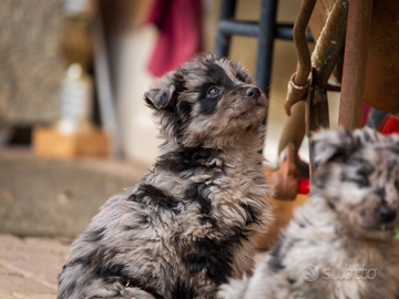 Cuccioli blue merle due mesi maschi