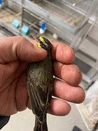 Canarino femmina del Mozambico