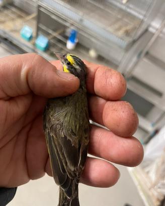 Canarino femmina del Mozambico