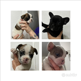 Bulldog francese