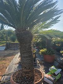 cycas