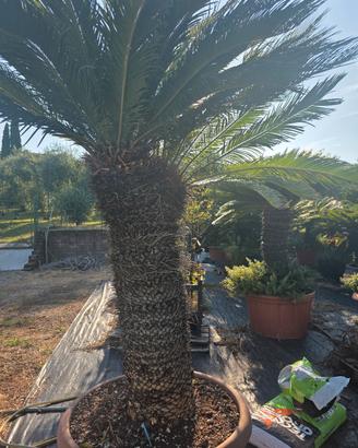 cycas