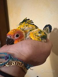 Pappagalli pulli conuri del sole baby imbecco