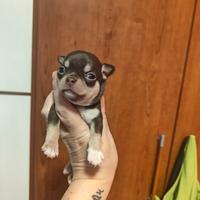 Maschietto Chihuahua Prenotabile