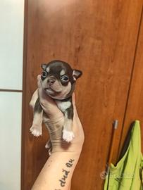 Maschietto Chihuahua Prenotabile