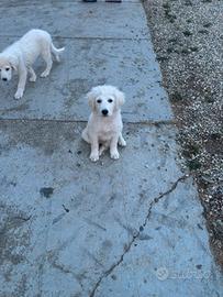 Cuccioli pastore maremmano