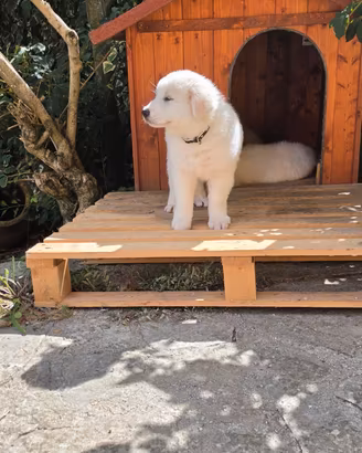 Cuccioli di pastore maremmano