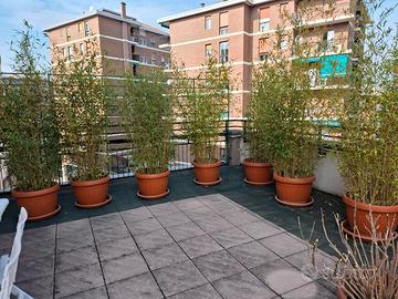 Dieci piante di bamboo in blocco