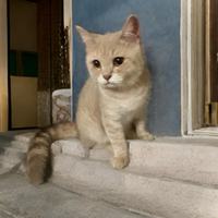 Cuccioli di British Shorthair